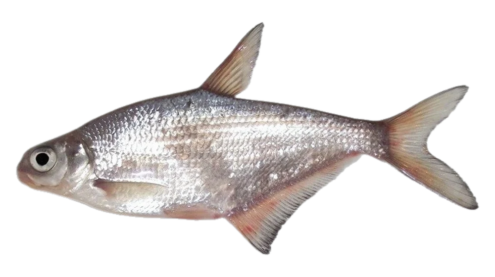 Bagolykeszeg