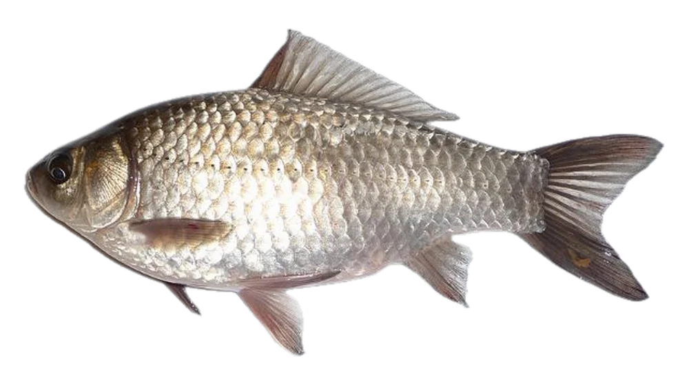 Ezüstkárász