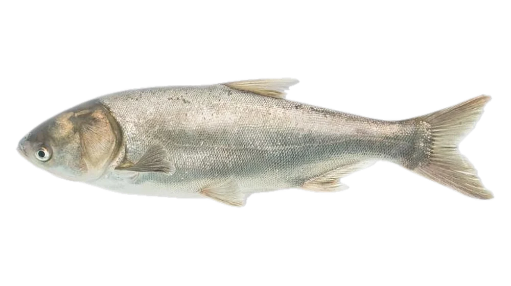 Fehér busa