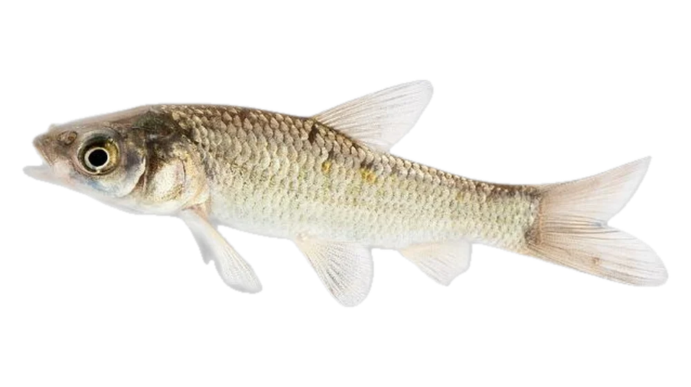Fekete amur