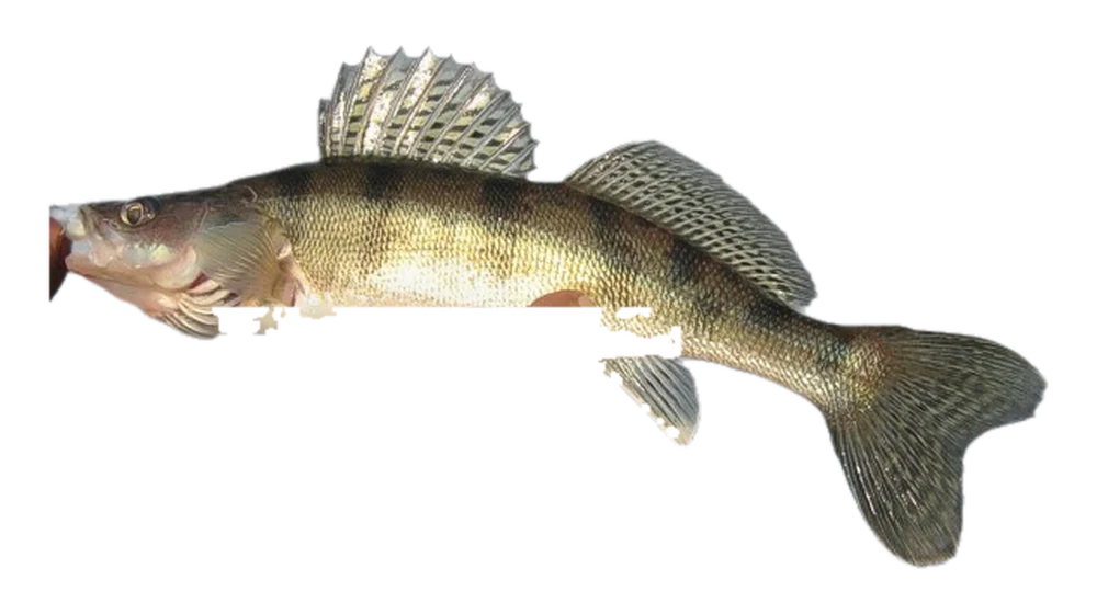 Kősüllő