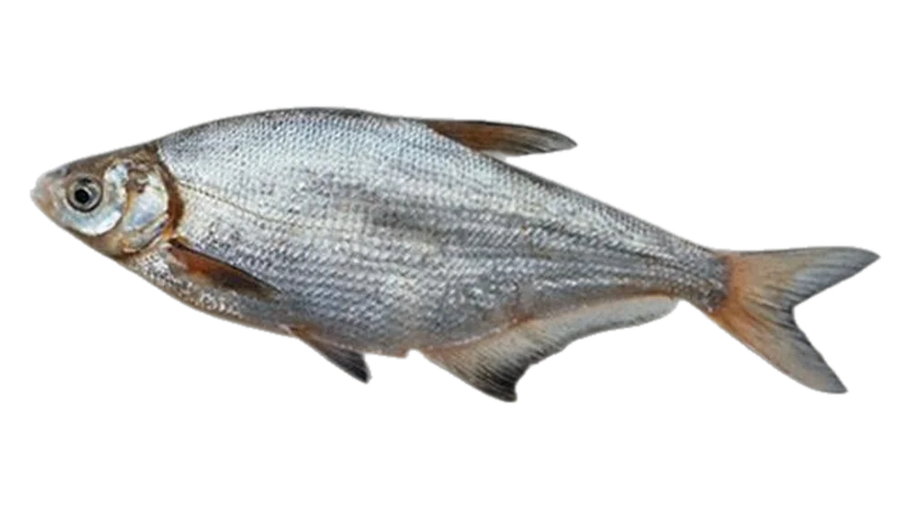 Laposkeszeg