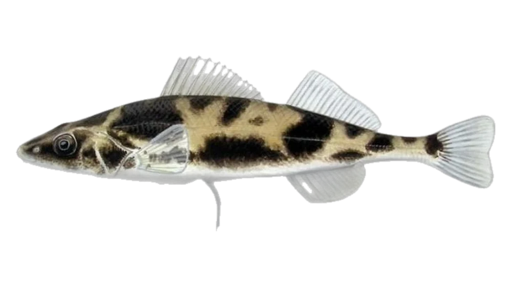 Magyar bucó