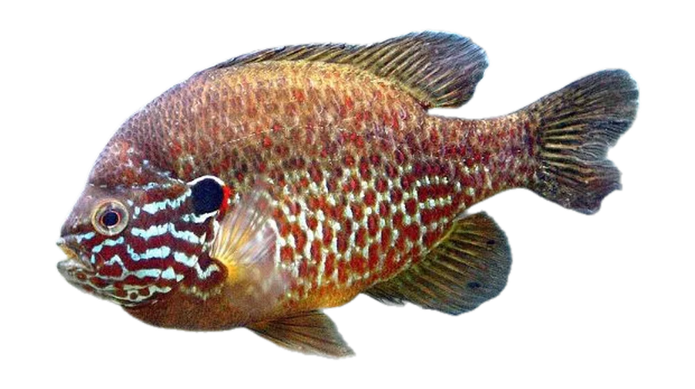 Naphal