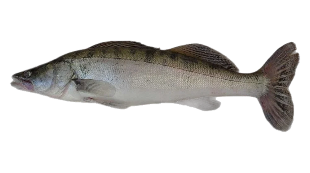 Fogassüllő