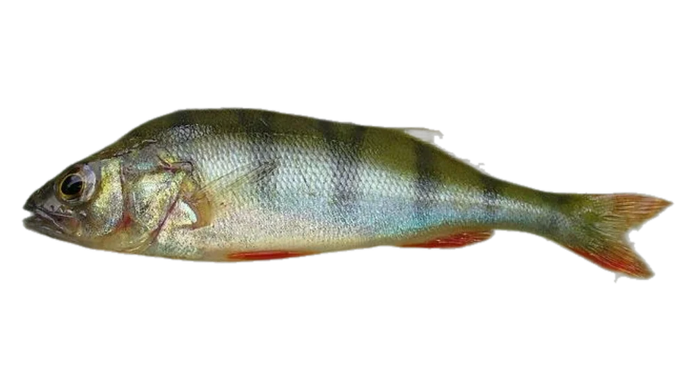 Sügér