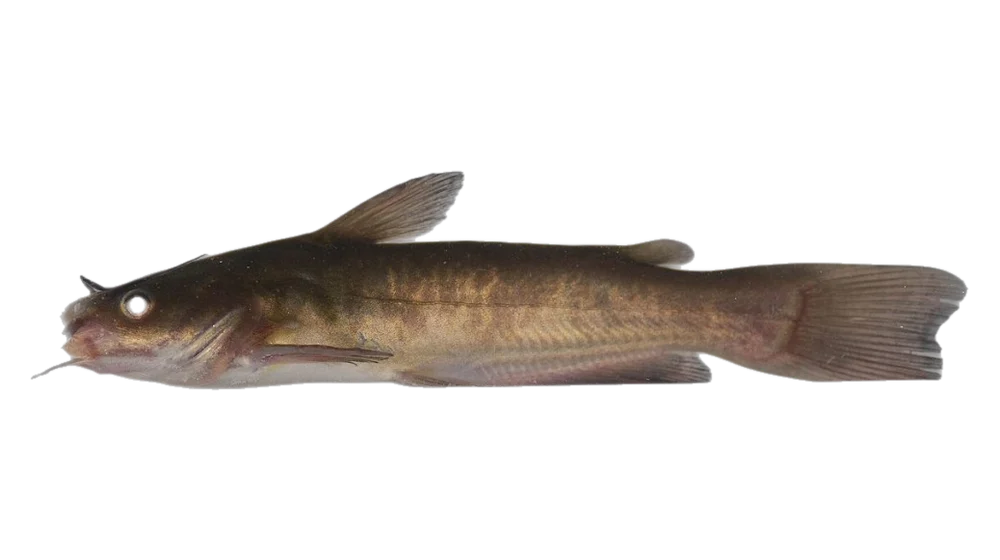 Törpeharcsa