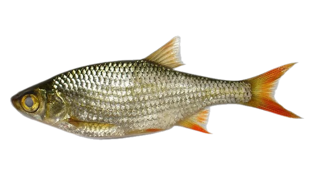Vörösszárnyú keszeg